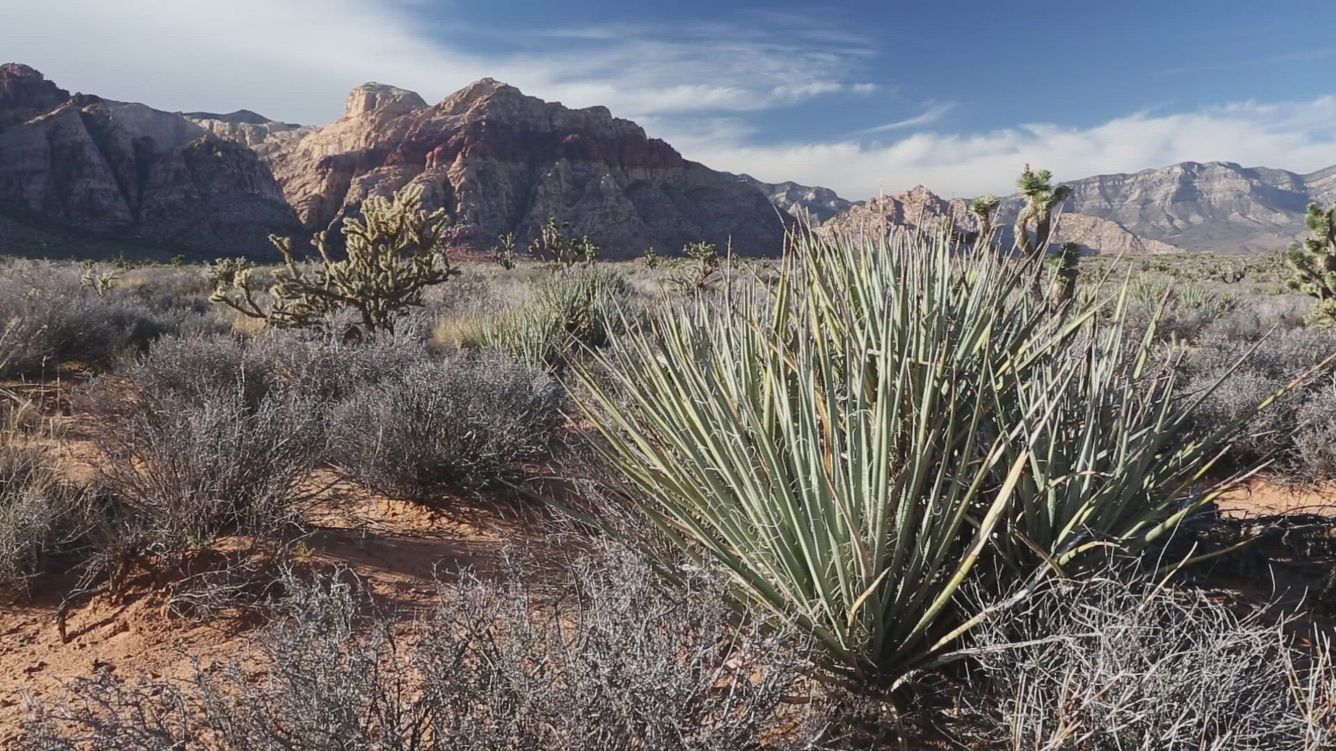 Cholla and Yucca Below Distant Mountains