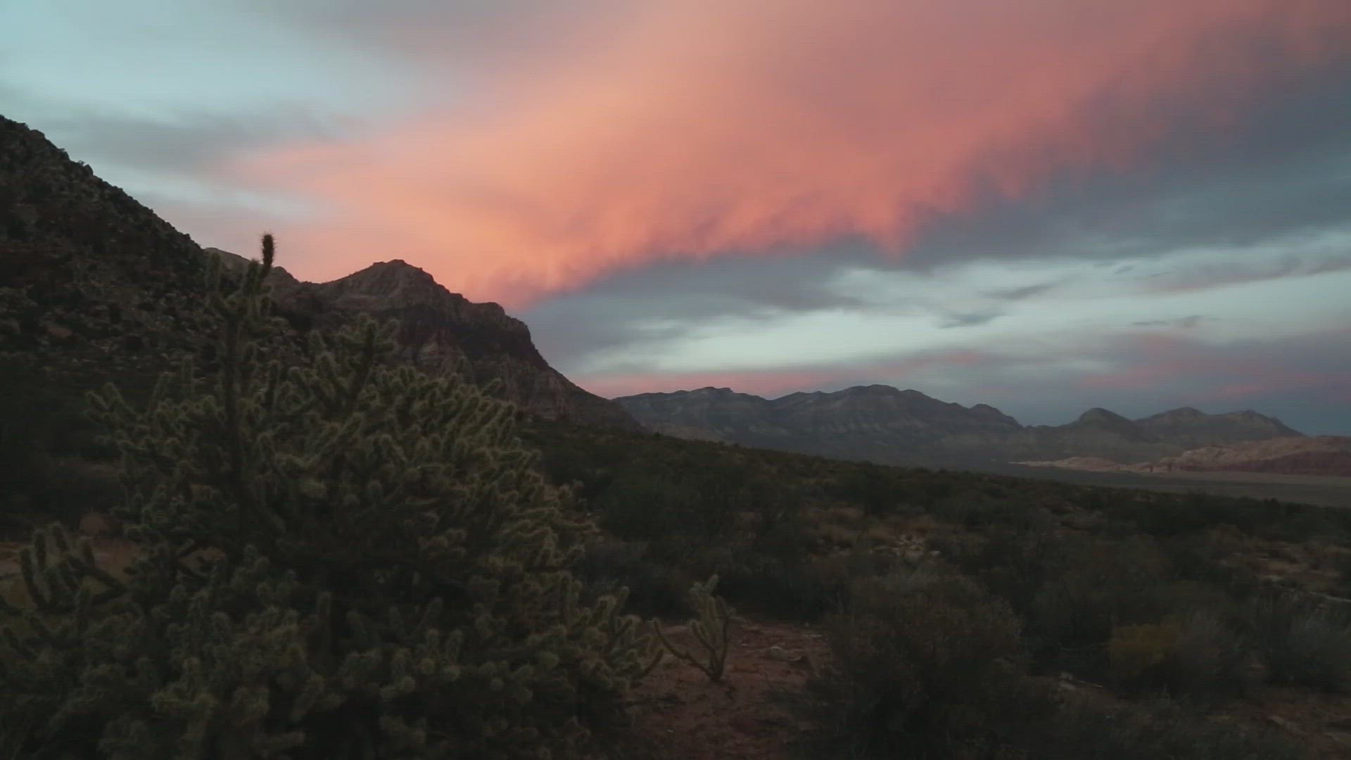 Cholla Cactus Below Sunset Clouds