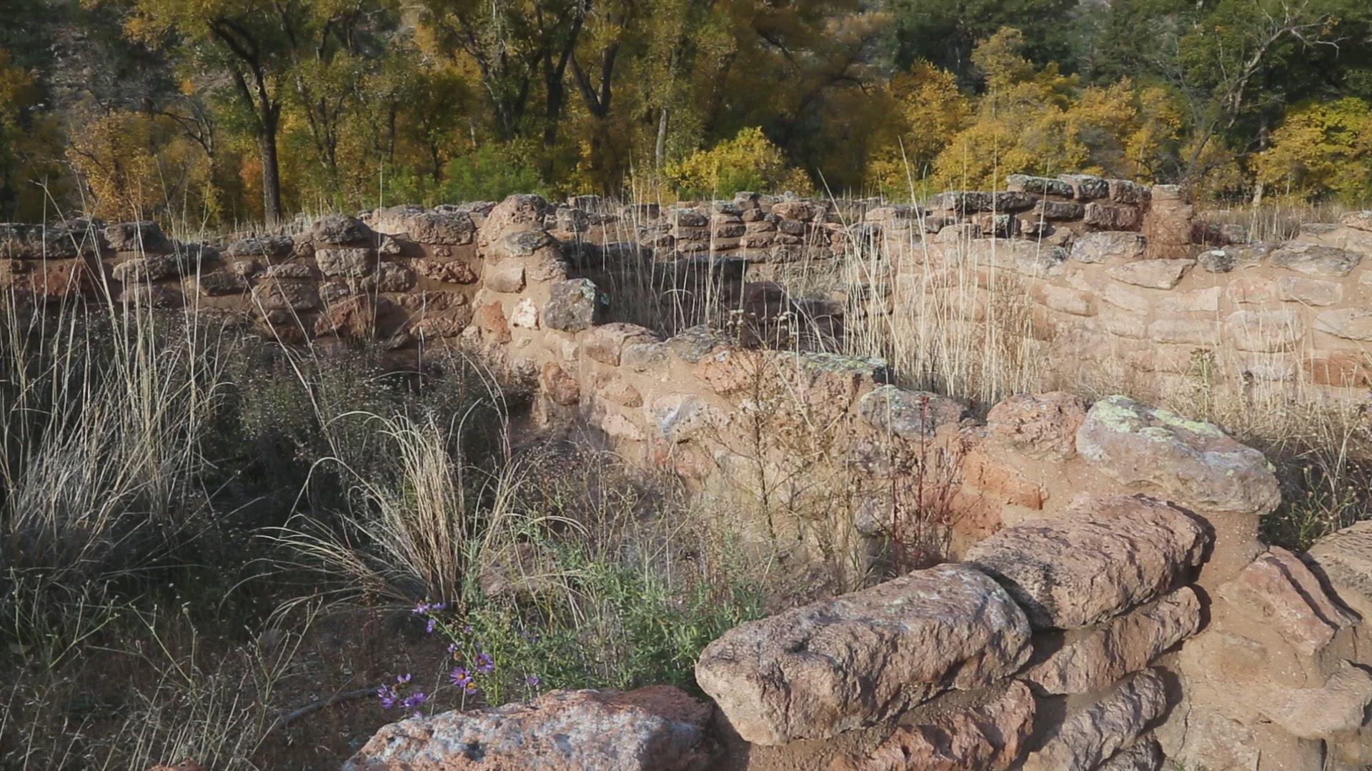 Grasses Growing from Puebloan Ruins