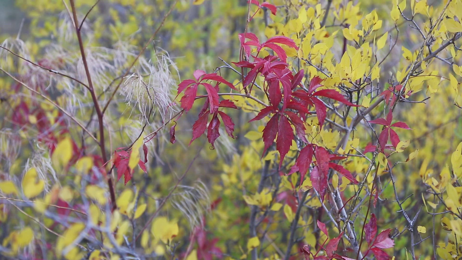 Fall Colors in Frijoles Canyon