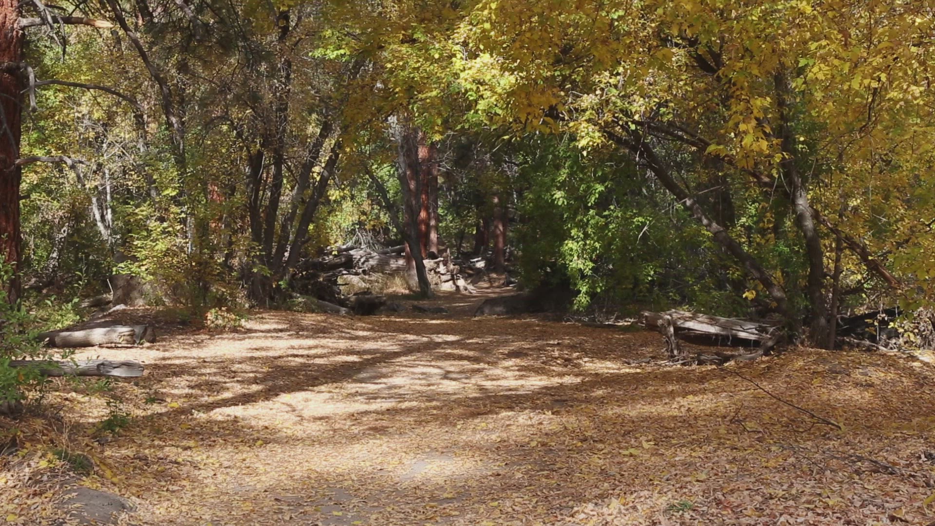 Fall Leaves in Frijoles Canyon