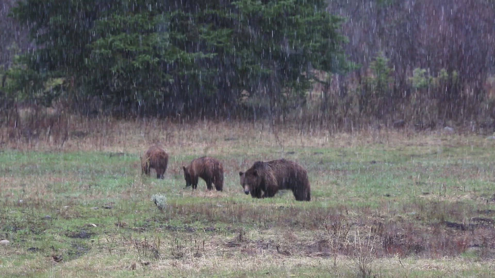 Grizzly Bear 399 and Two Cubs