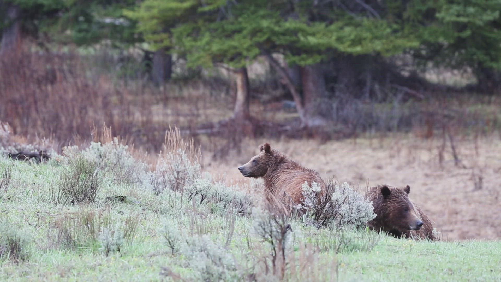 Grizzly Bears Foraging for Food