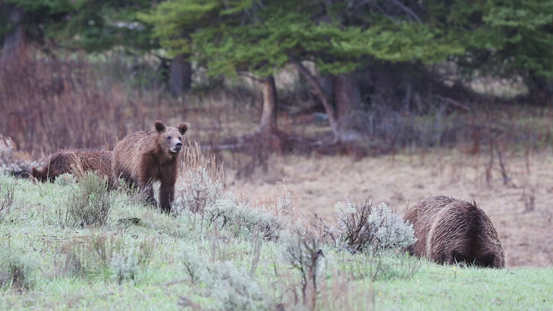 Grizzly Bear 399 and Two Cubs Foraging for Food