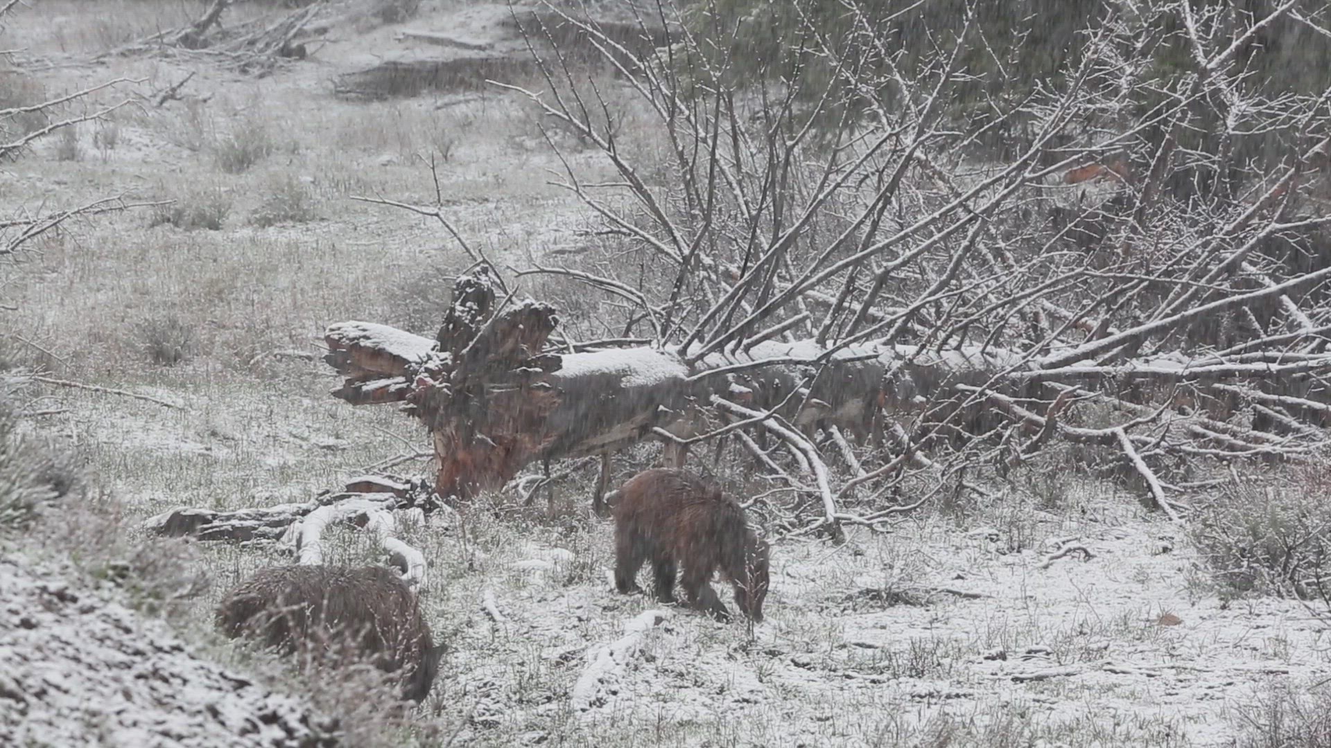 Grizzly Bears Foraging for Food in Snow Shower