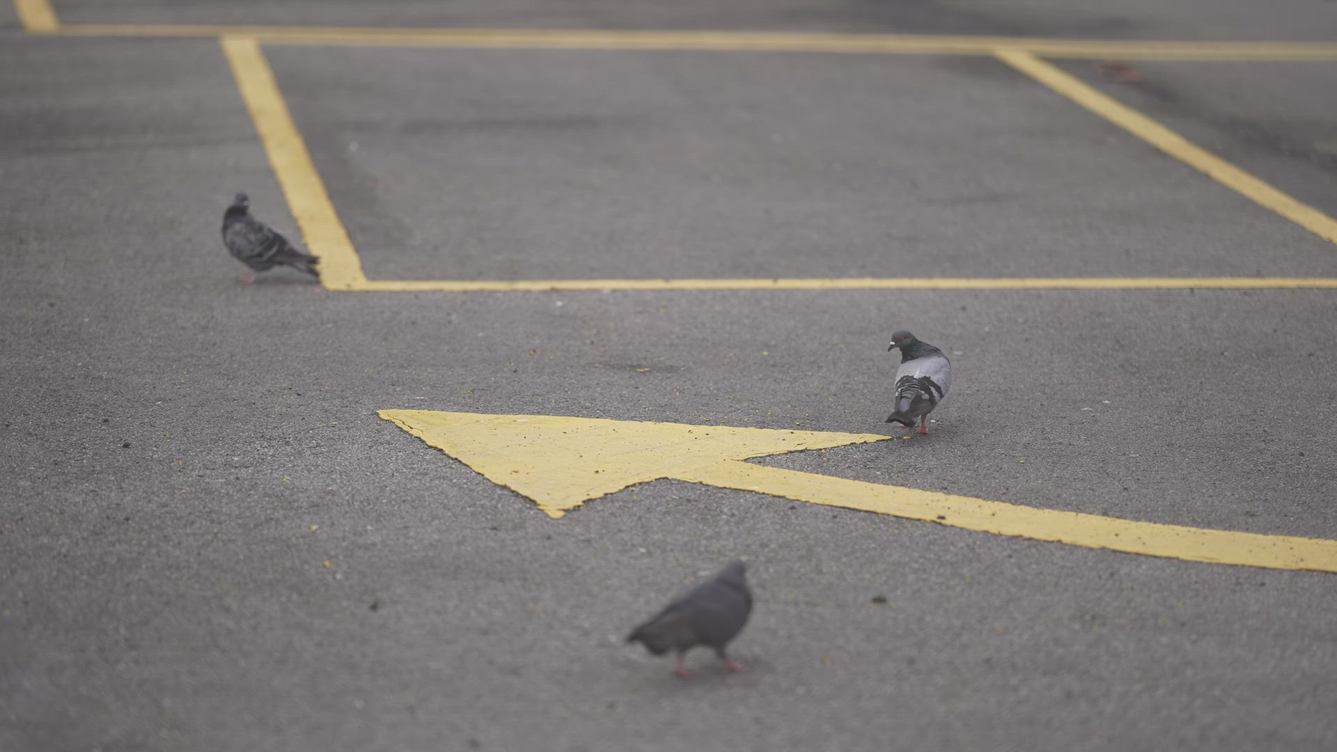 Select focus pigeons at the yellow marking road sign