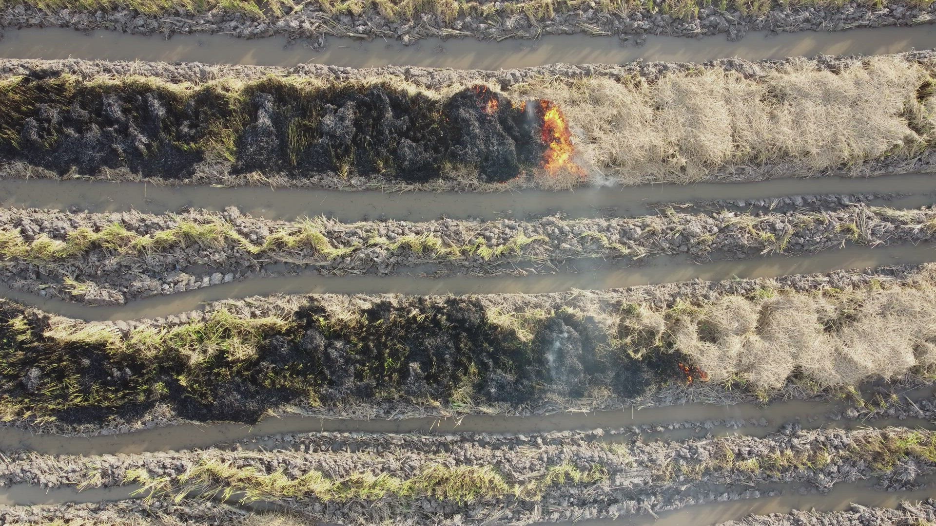 Fire burn of straw paddy field