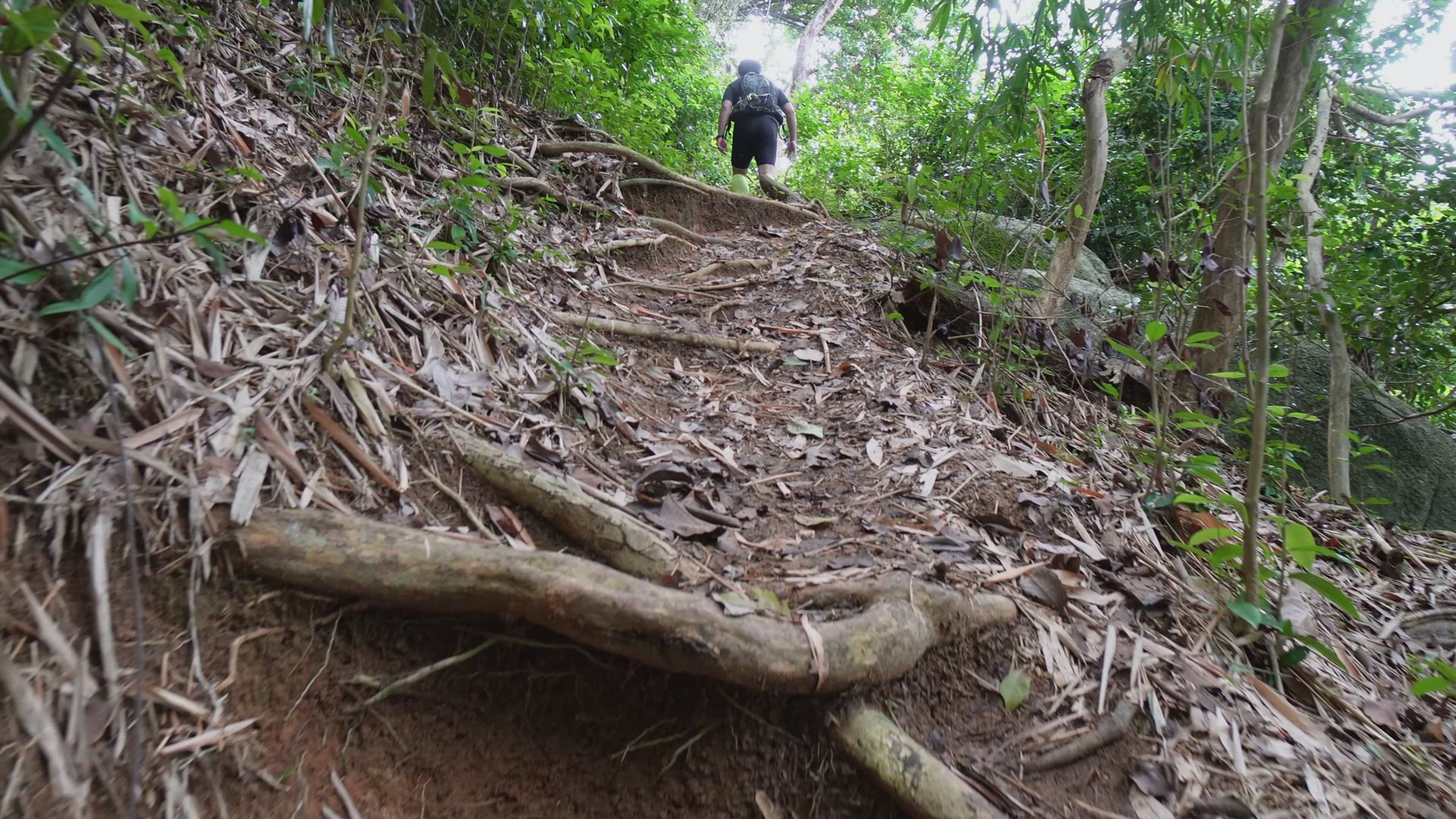Slow hike up the hill of green forest
