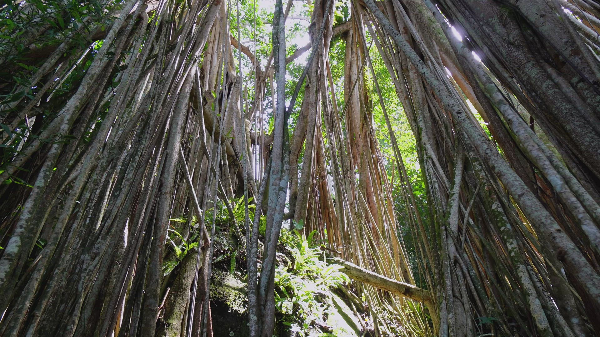 Tilt up the high tree root of banyan tree