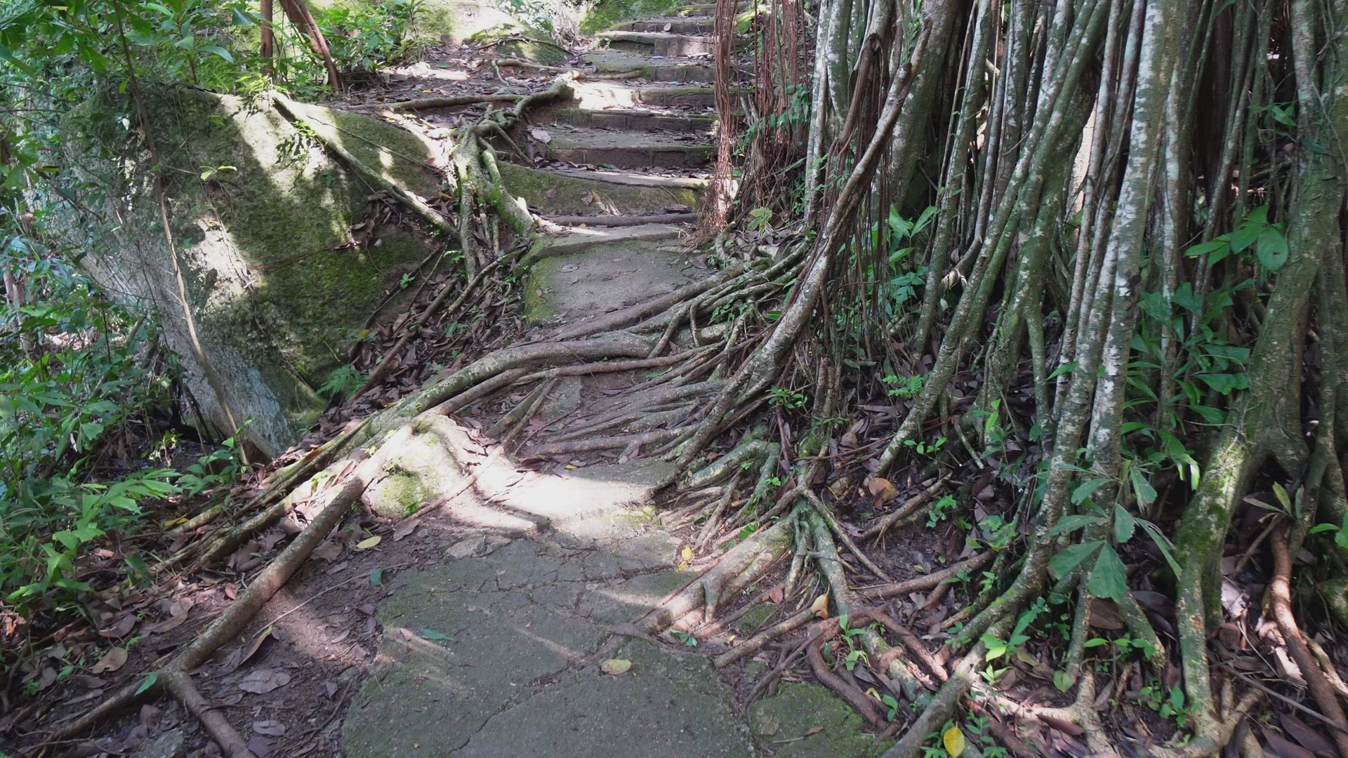Slowly move at the staircase with banyan tree
