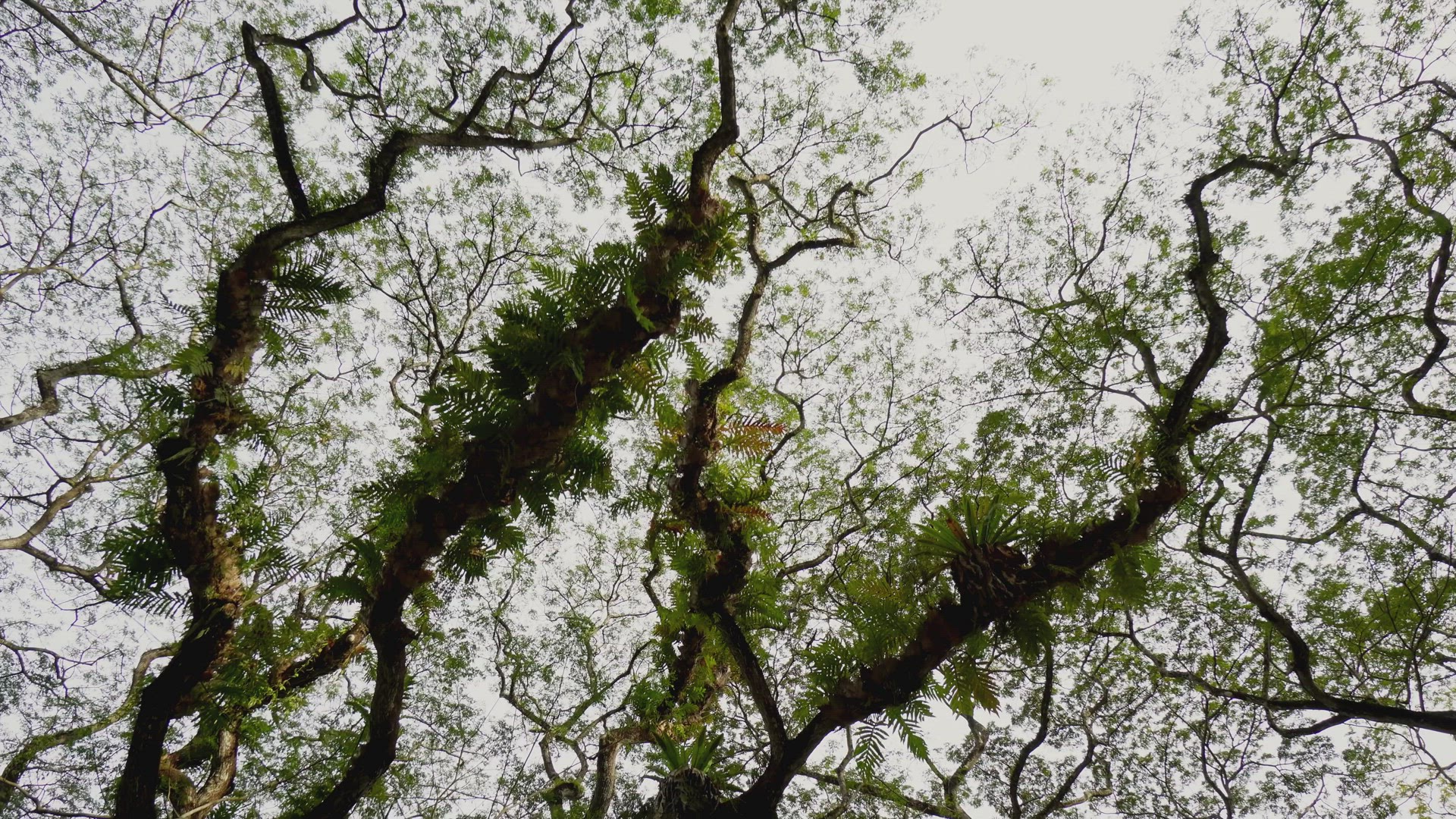 Aerial view the top of rainforest tree