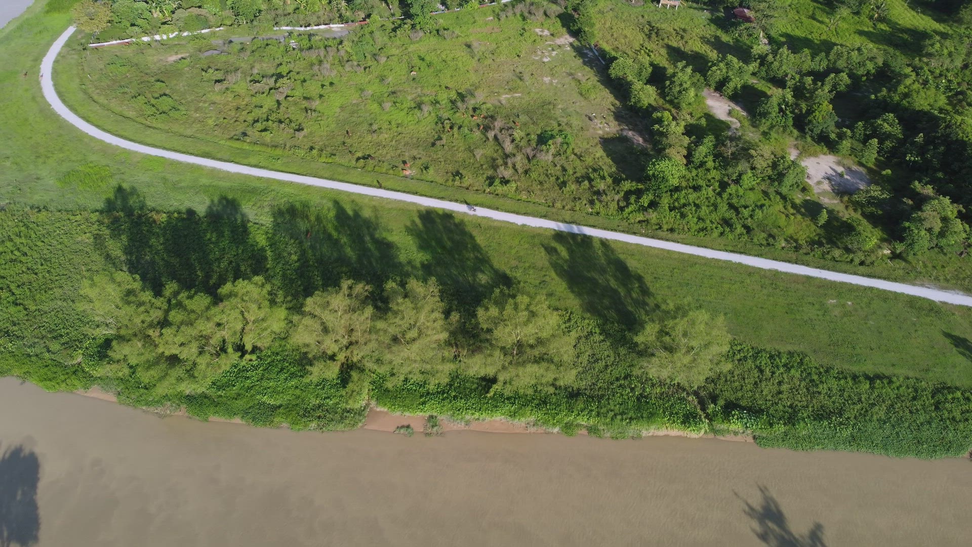 Aerial view look down green rural scene mangrove tree