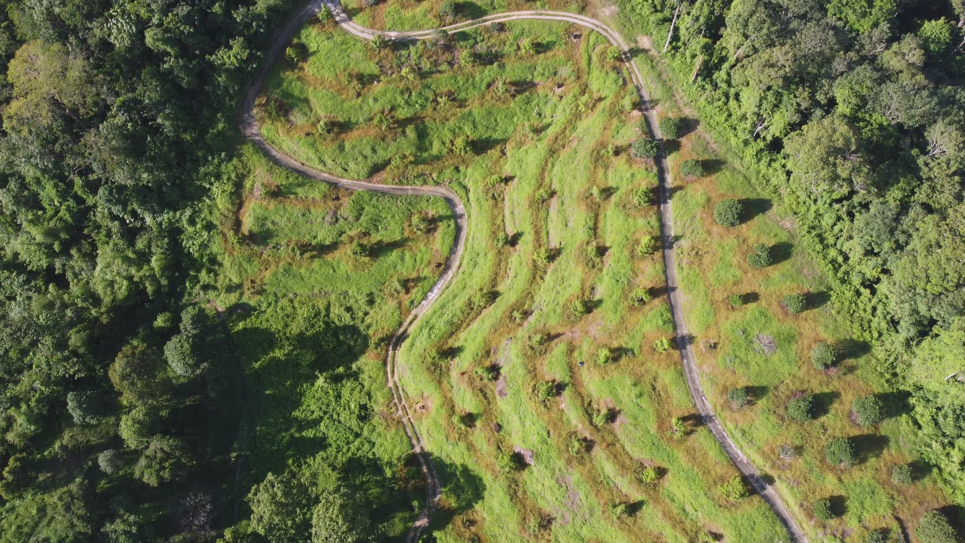 Drone shot of new replant plantation