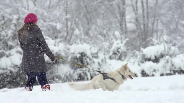 Slow Motion Of White Swiss Shepherd Dog Barking And Jumping Up On The Walk