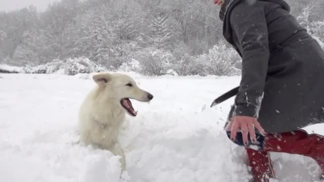 Slow Motion Of White Shepherd Dog And Young Woman Playing In Snow