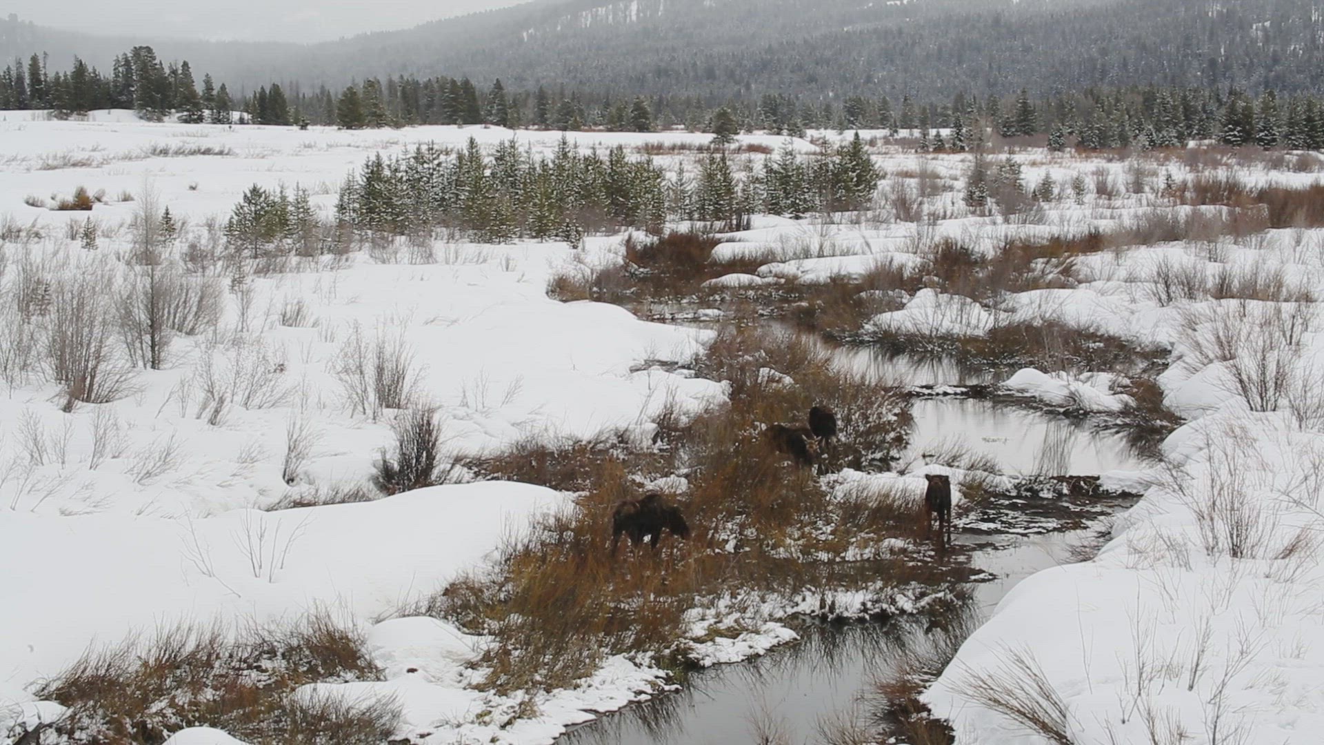 Moose Browsing in Creek Below Mountains