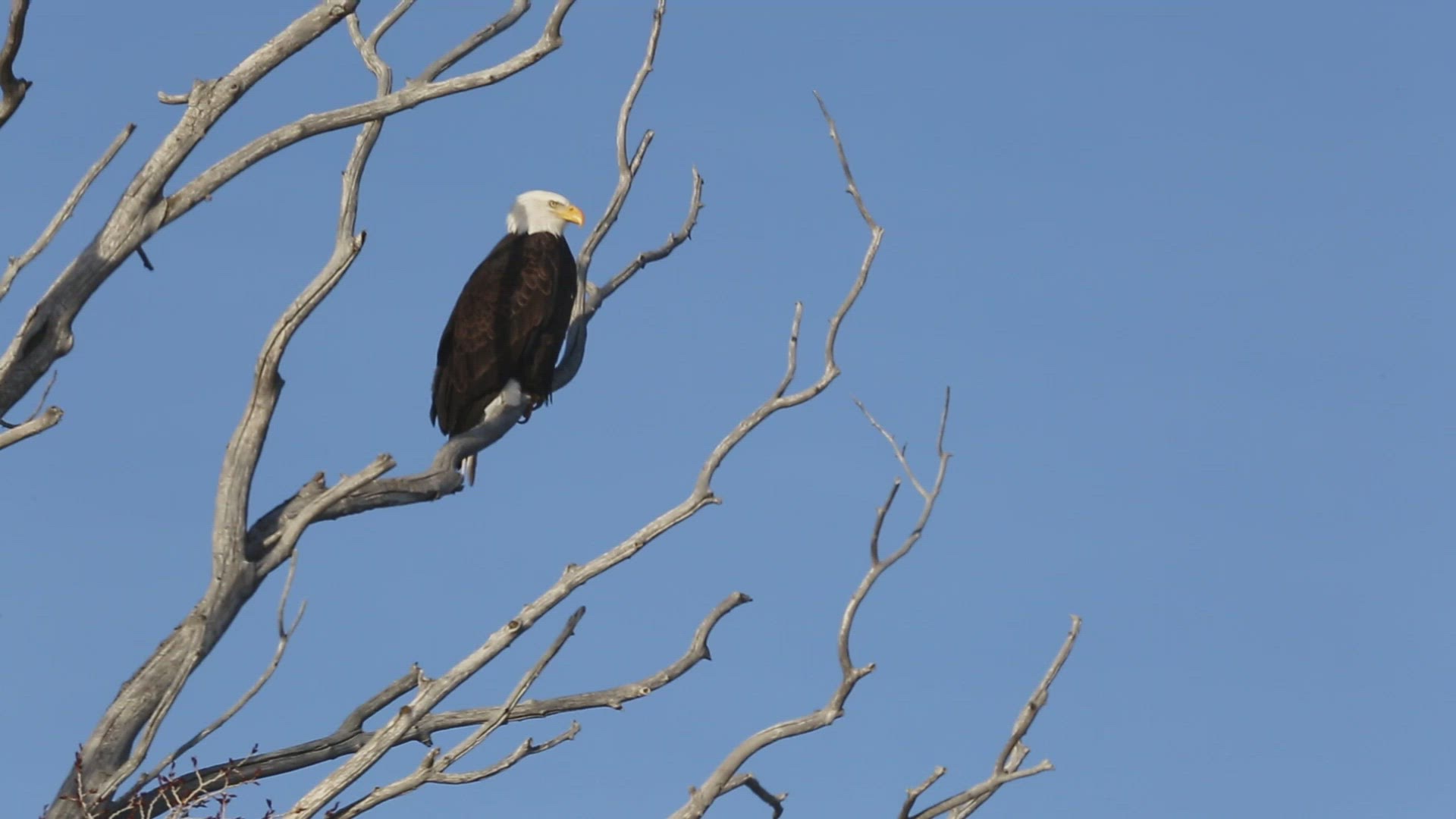 Bald Eagle Taking Flight