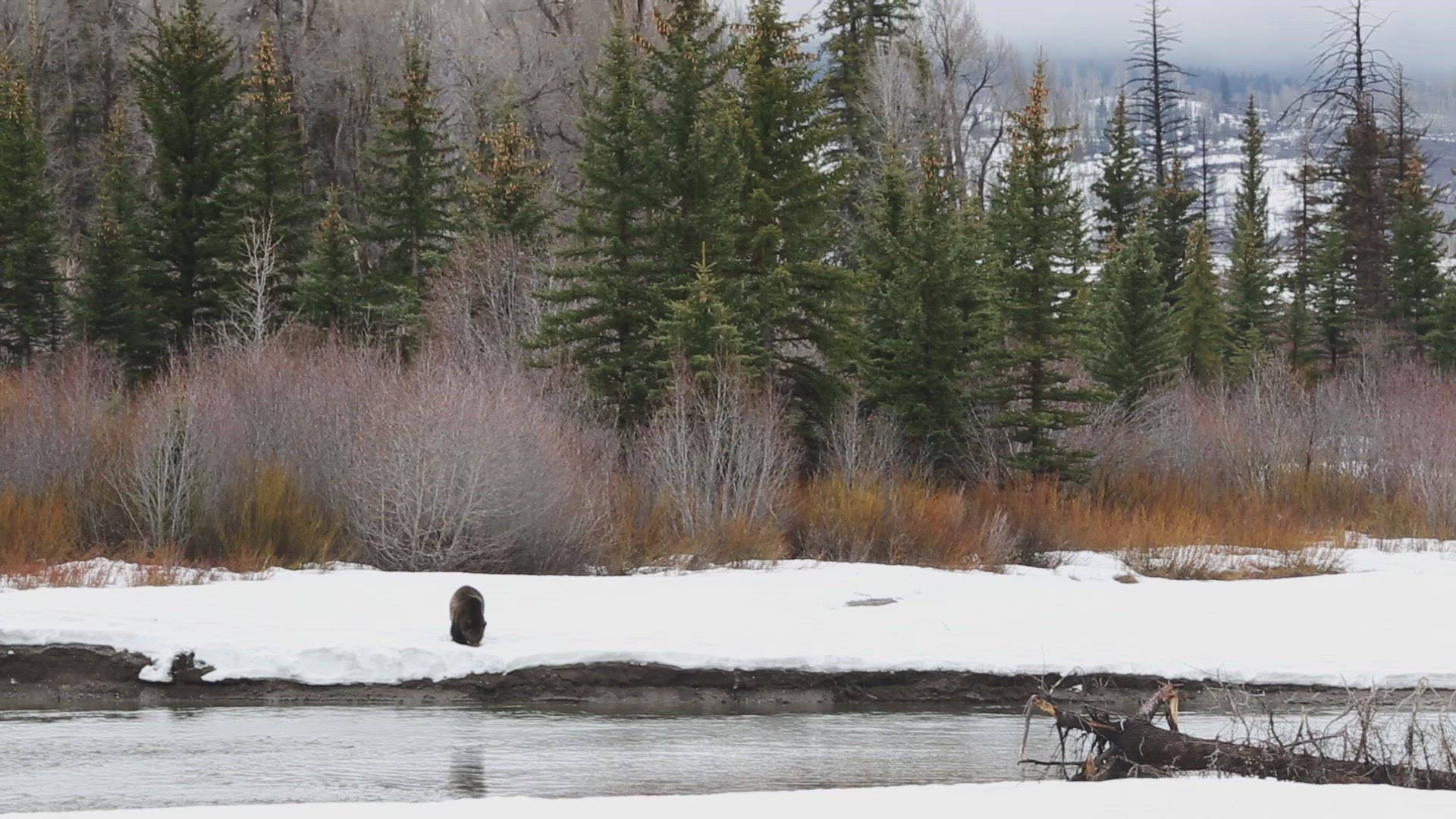Grizzly Bear Walking Along Creek