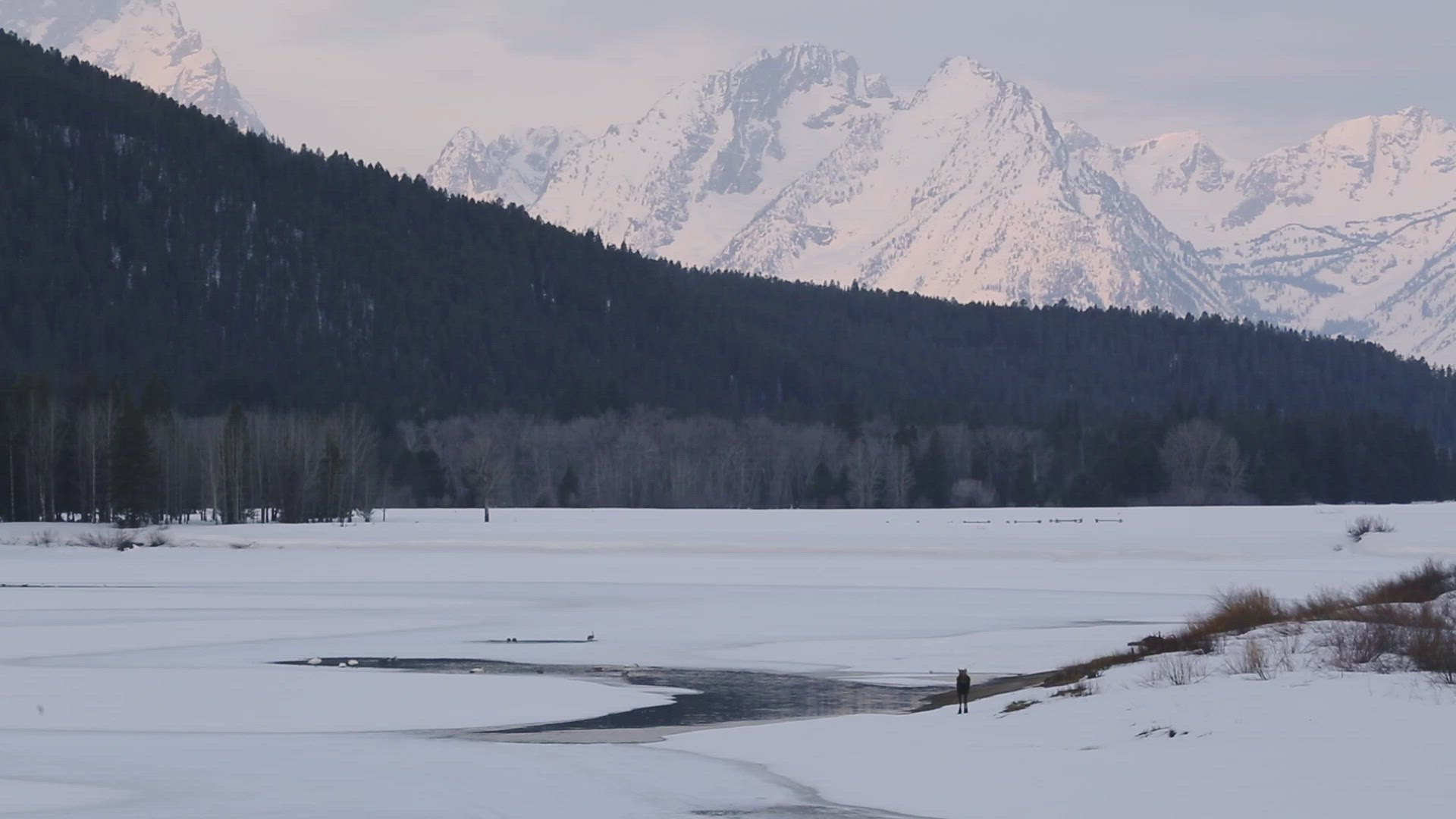 Moose Walking Along Oxbow Bend