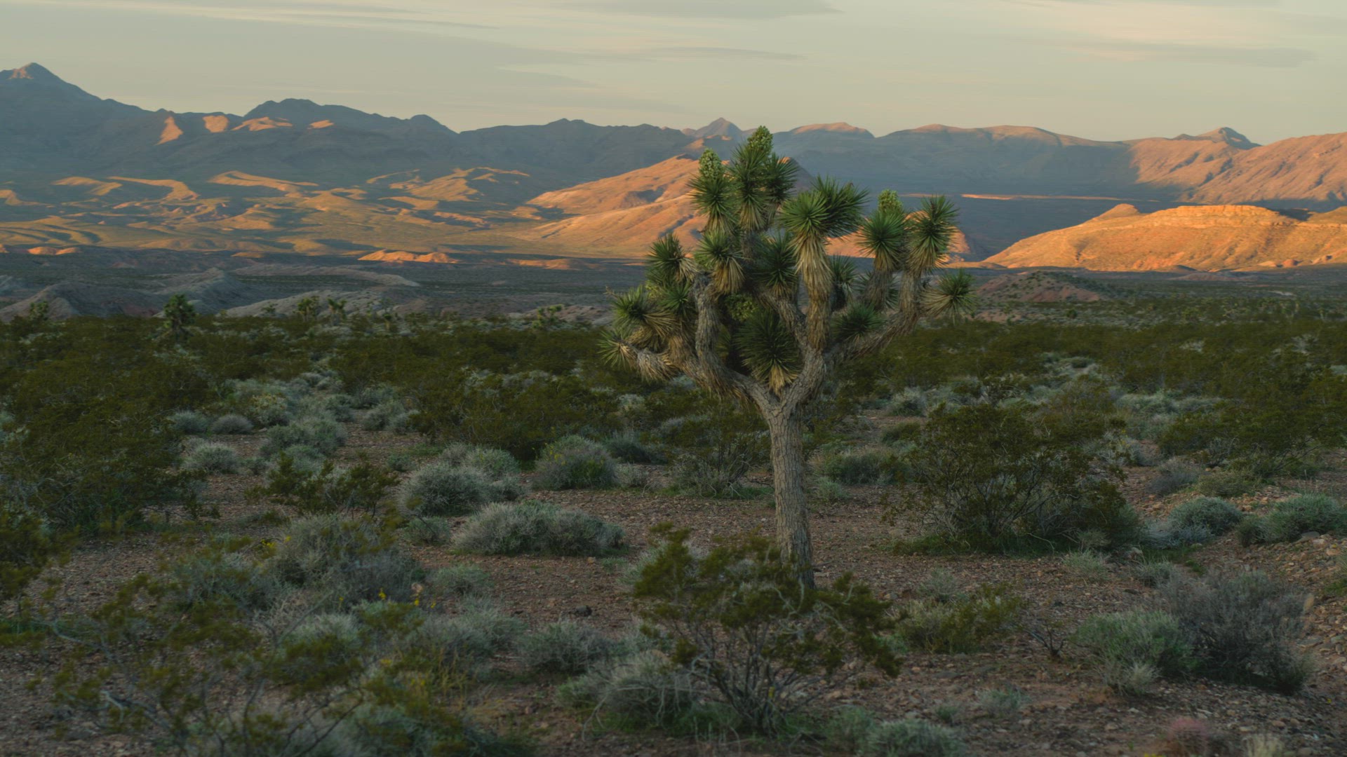 Joshua Tree Aerial Orbit 6K