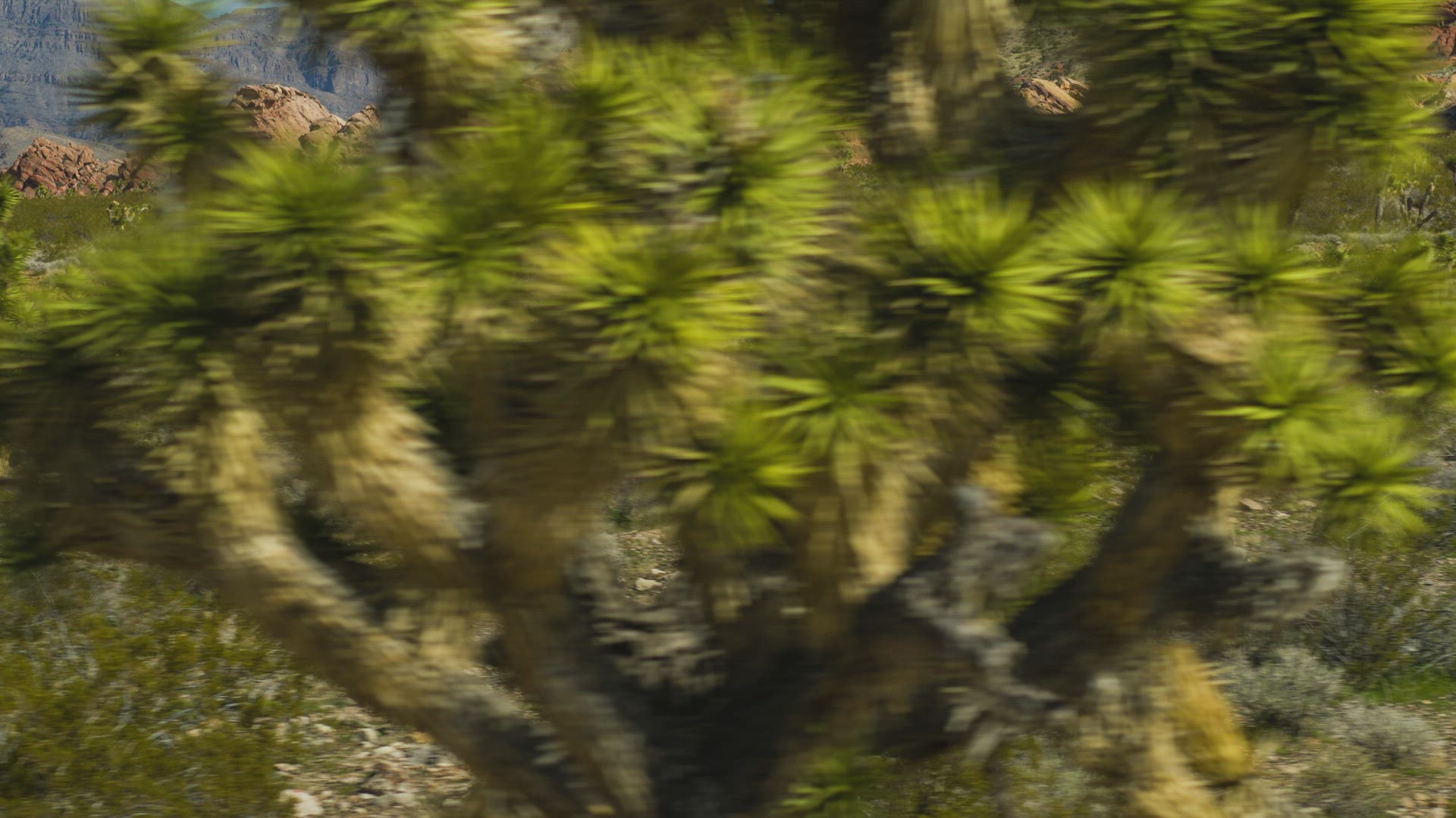 Desert Landscape with Joshua Trees Aerial 