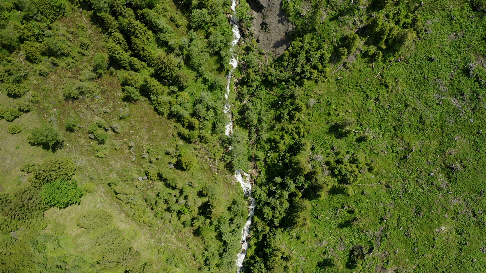 Aerial top down bird view of pinetree forest and small stream. Outdoor summer season. Austria, Tyrol