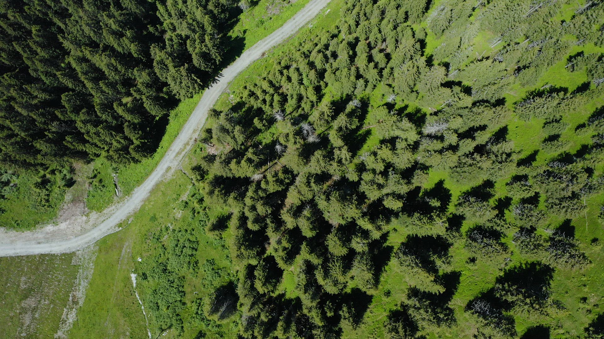 Summer season mountain river and pine tree forest aerial footage. Breathtaking top down natural land