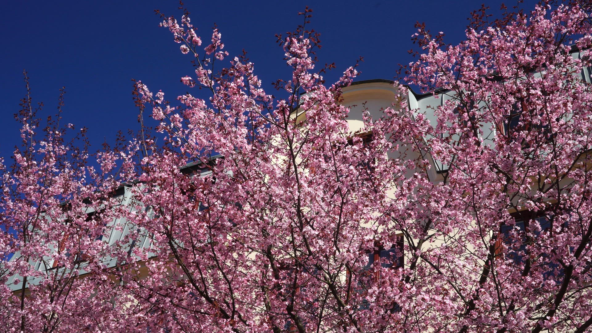 cherry trees in full bloom - tenement house facade in background - blooming cherry trees