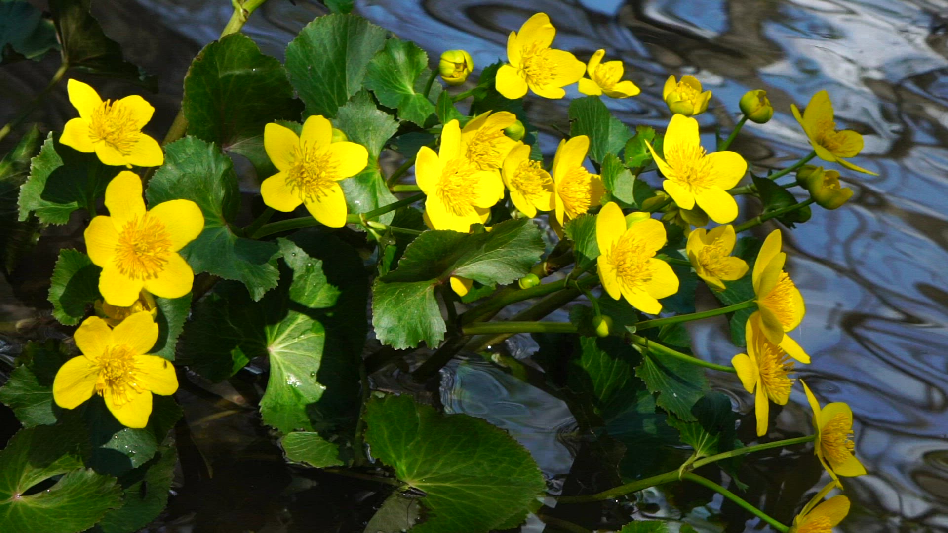 marsh marigolds growing close to river - slow motion shot