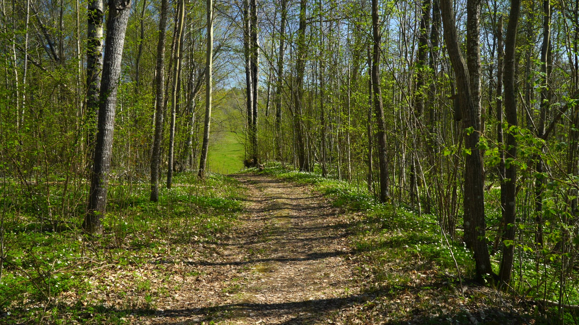 small country road in swedish forest - end of the road - springtime - green leaves on trees - field 