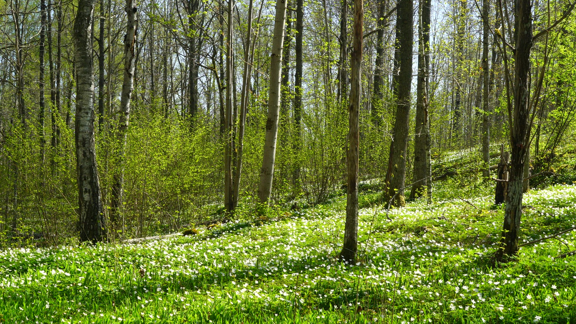 wood anemones in forest - white flowers on ground - springtime