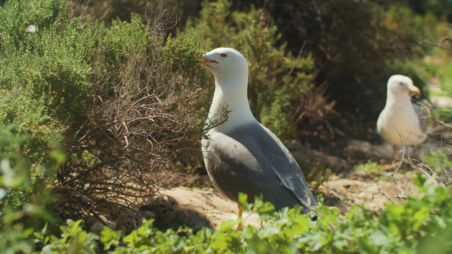 Seagull with two nestlings in wild nature