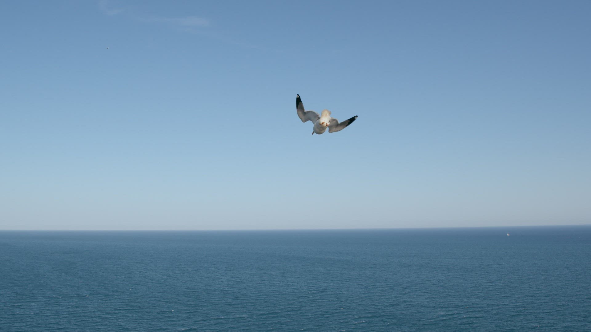 Seagulls soaring over the ocean, maritime scene