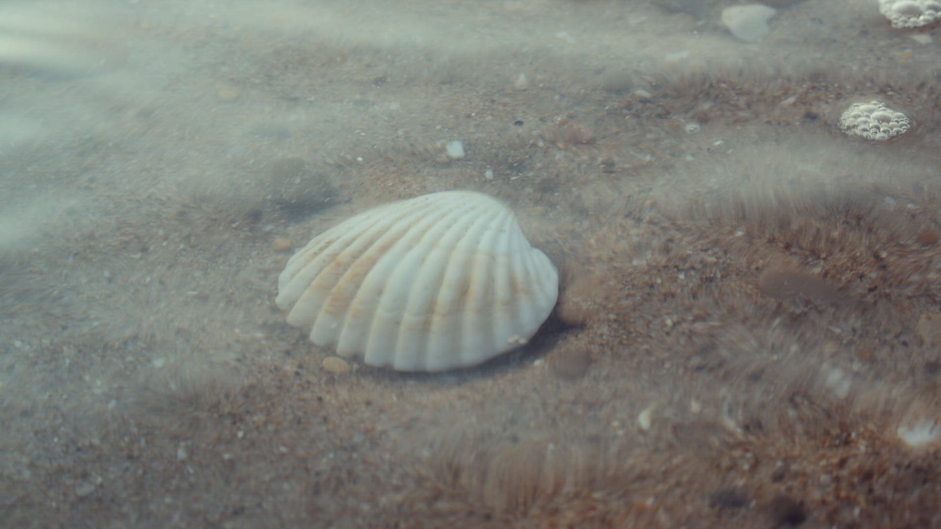 A seashell on a sandy bottom