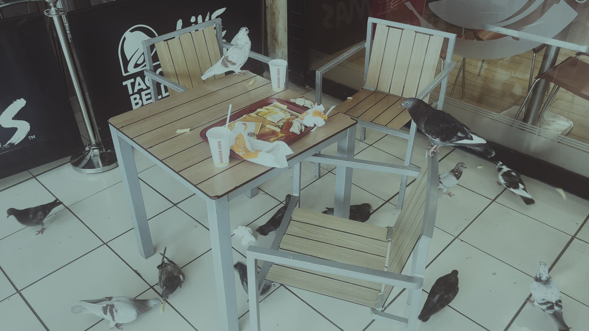 A flock of pigeons in a cafe