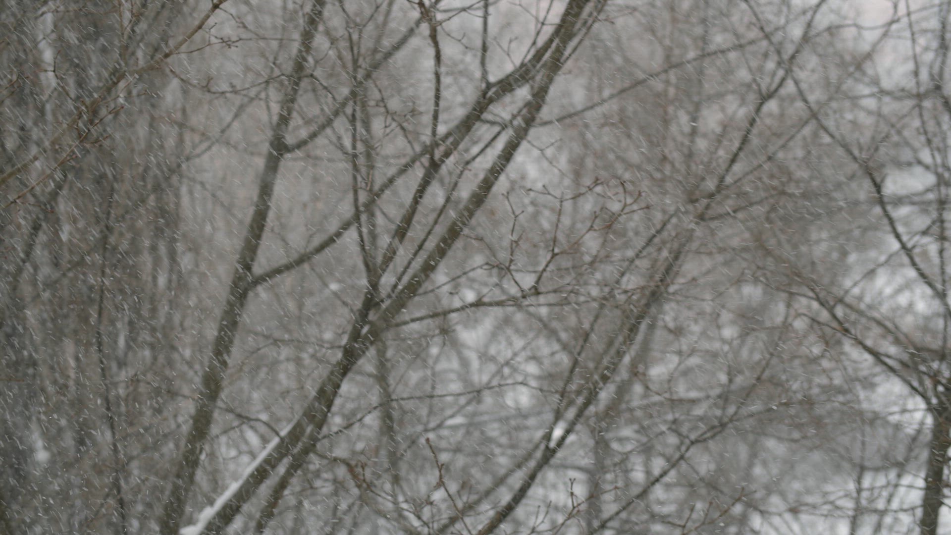 Bare trees under the falling snow