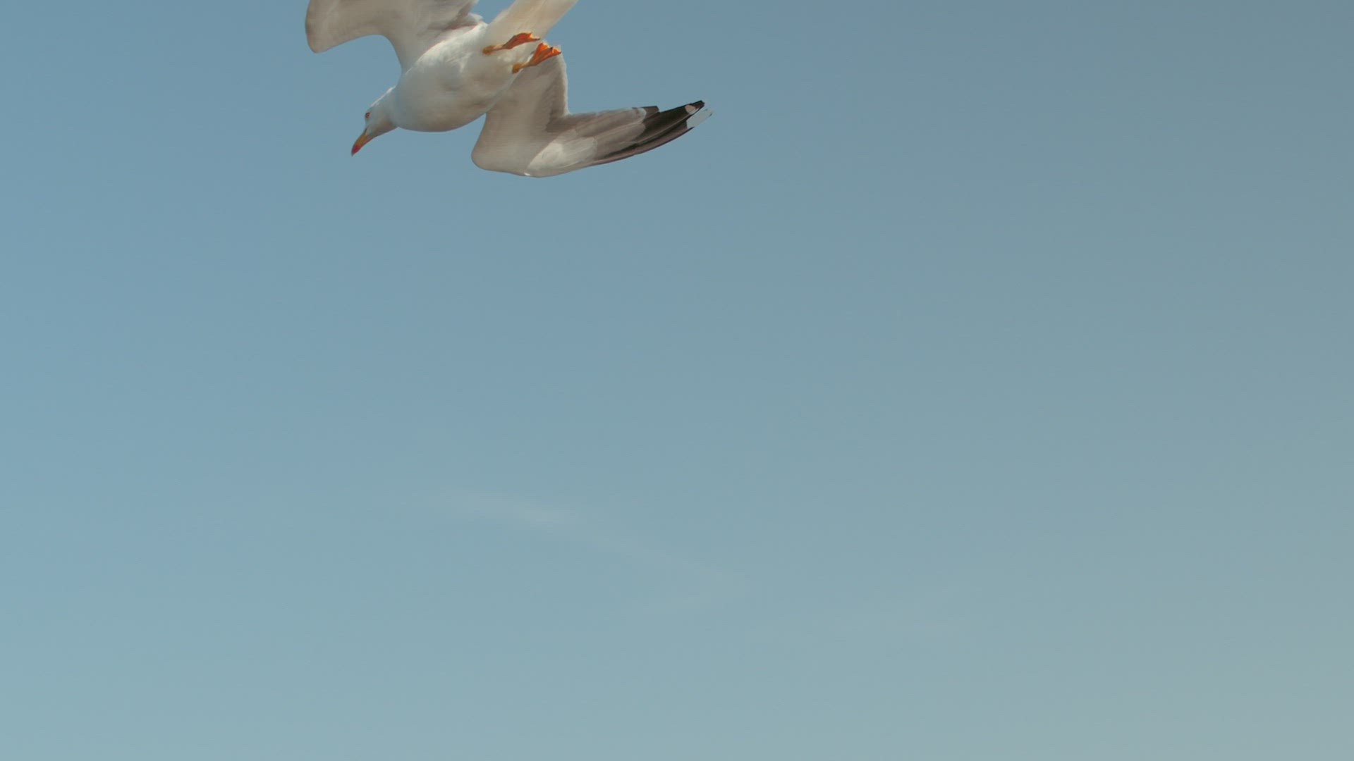 Birds flying in the sky