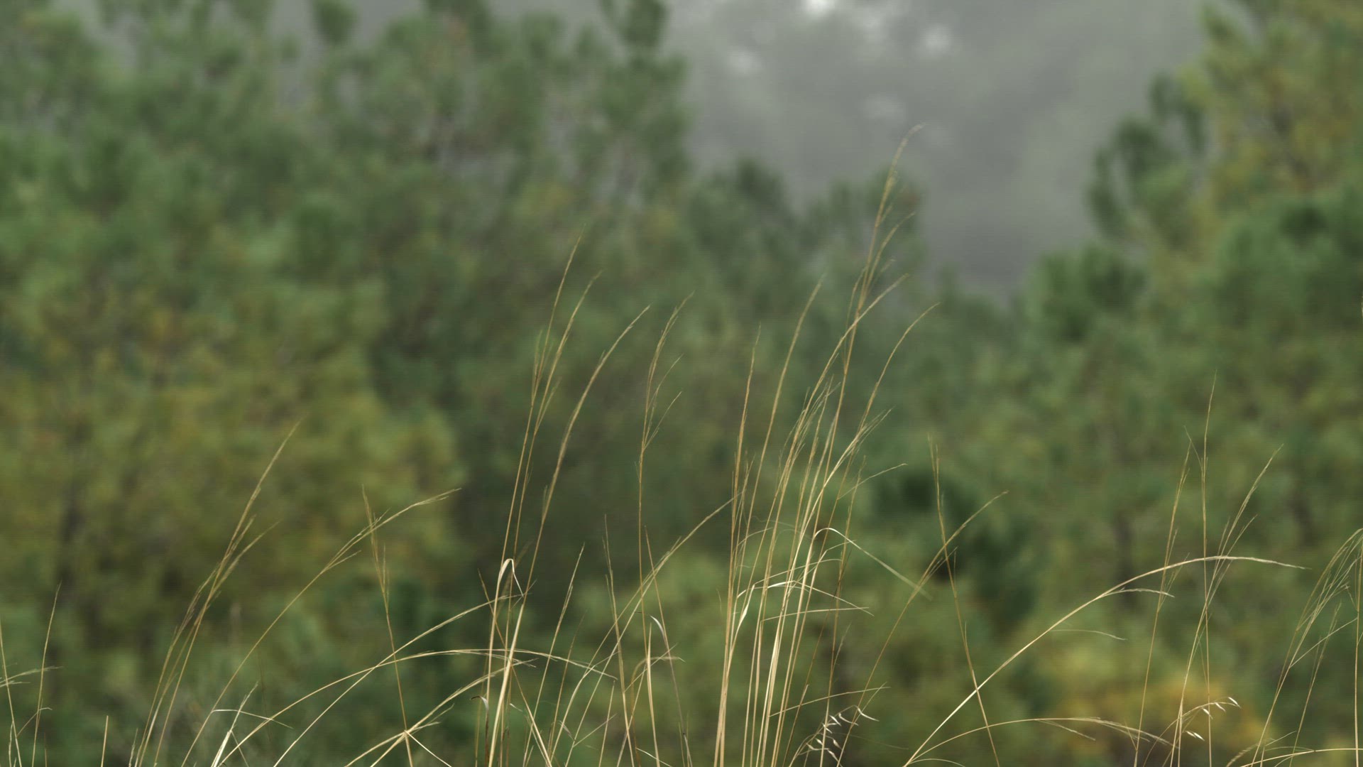 Fog in the forest