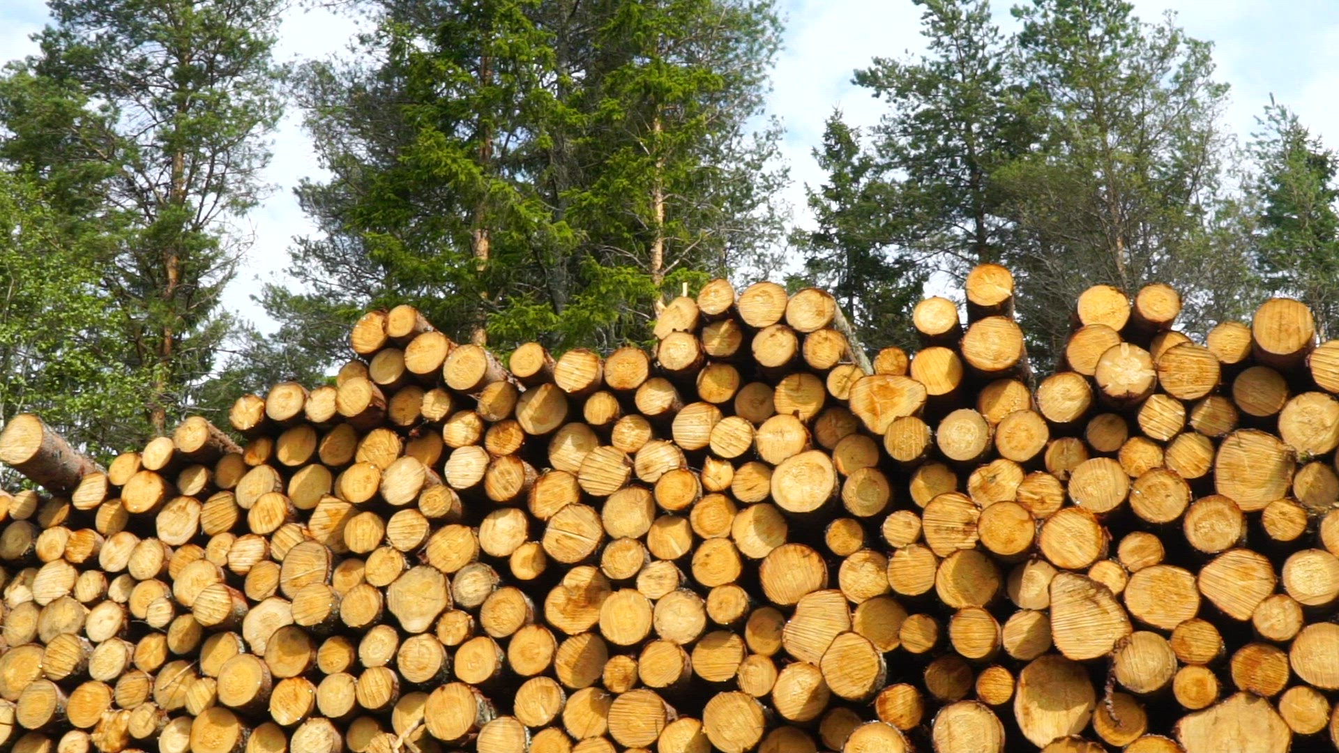 timber pile in forest - pan - slow motion  - gimbal shot