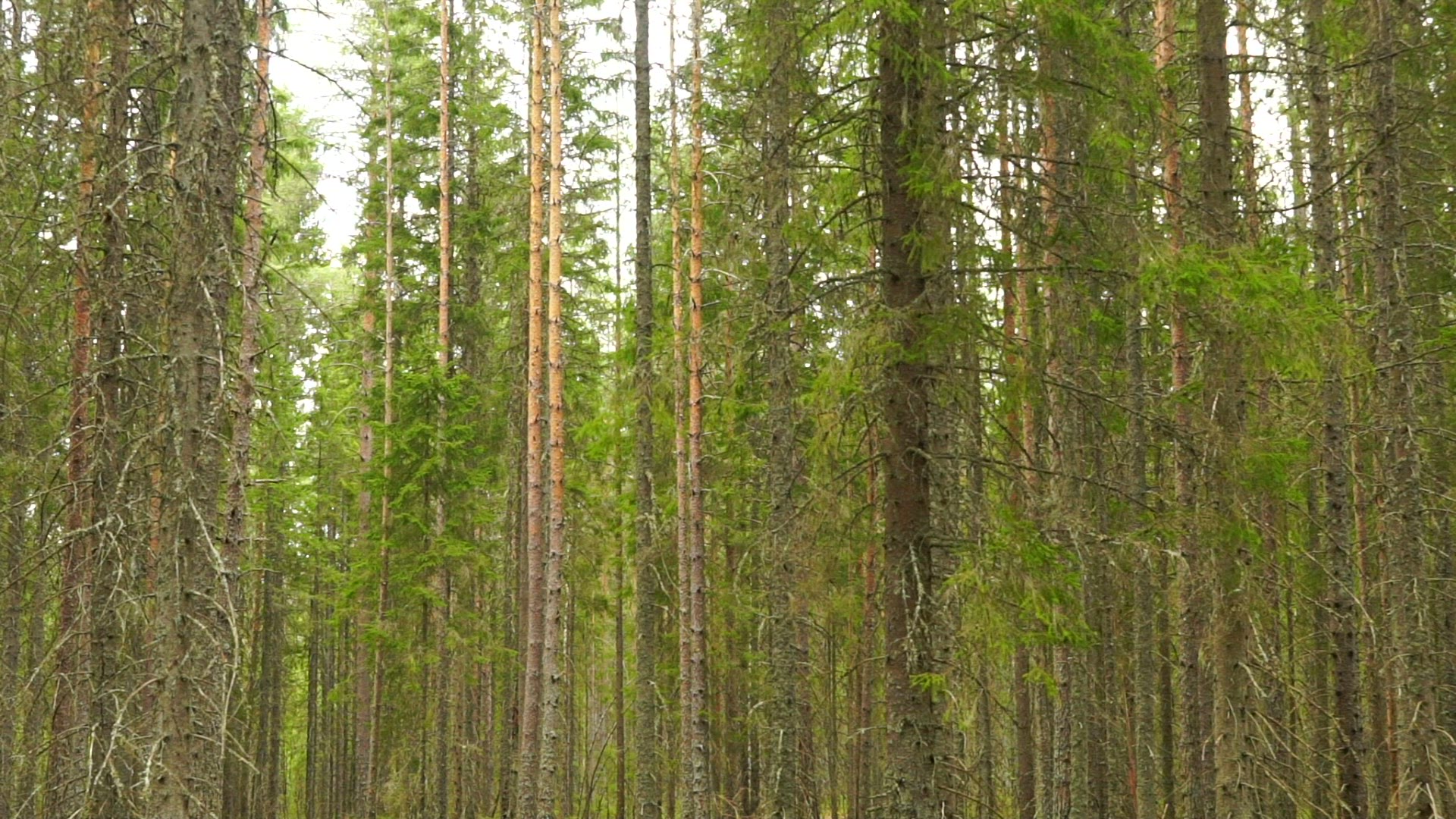 point of view walking through swedish forest - moving slowly