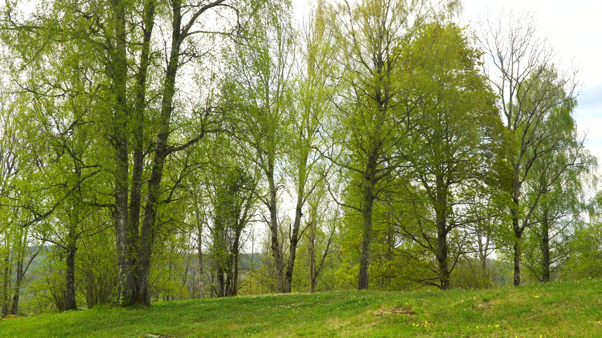 birch trees in green spring colours - green leaves in trees - blossom