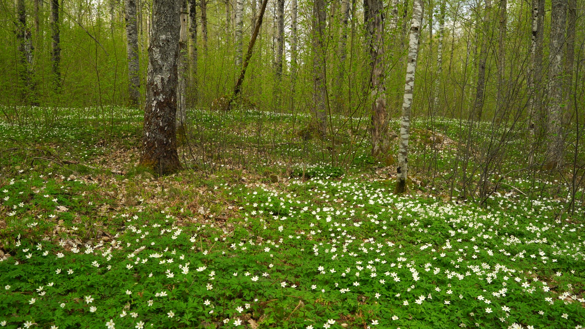 wood anemones in forest - white flowers on ground