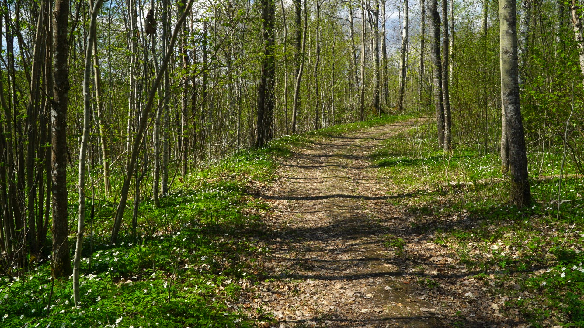 small road in forest - spring time - country road