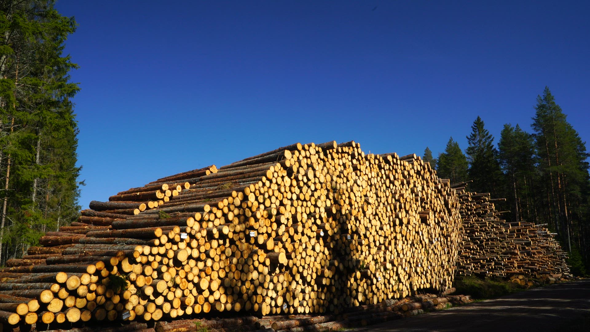 timber in forest - timber pile