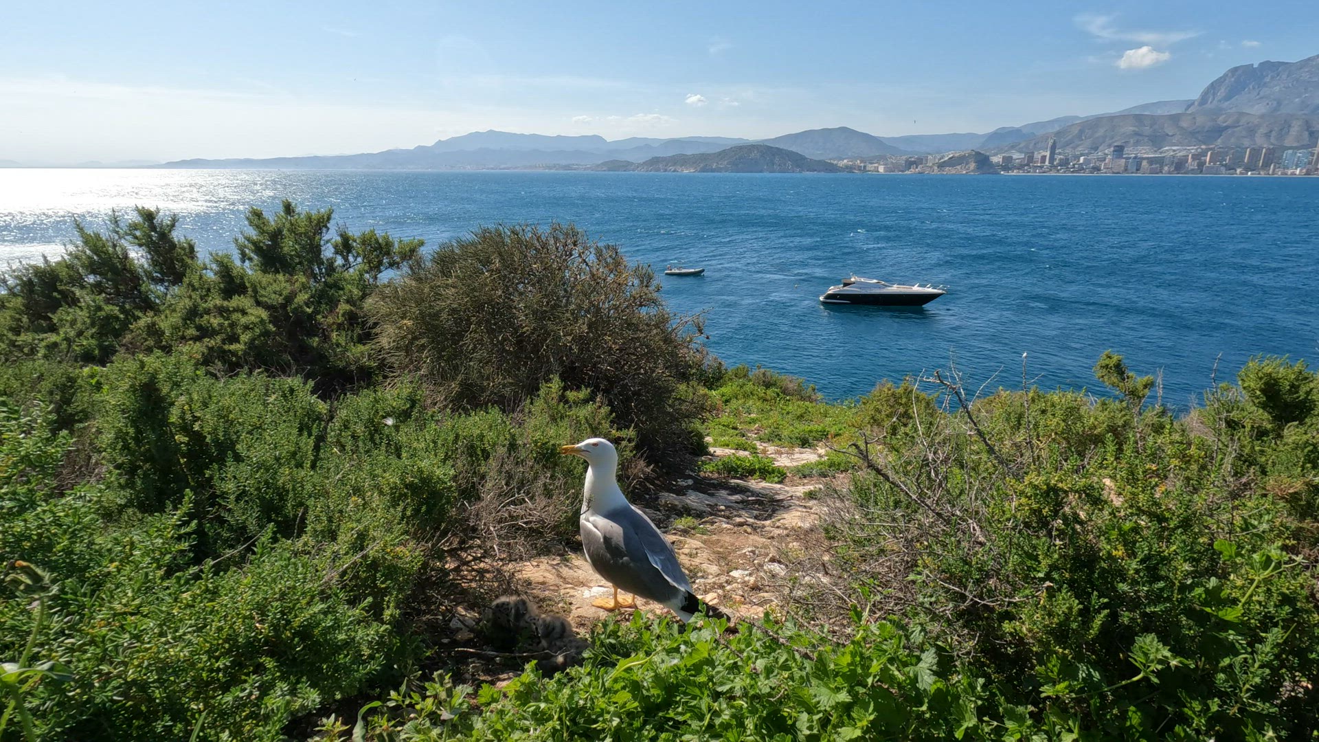 Sea scene with seagull family and coastal town Benidorm, Spain