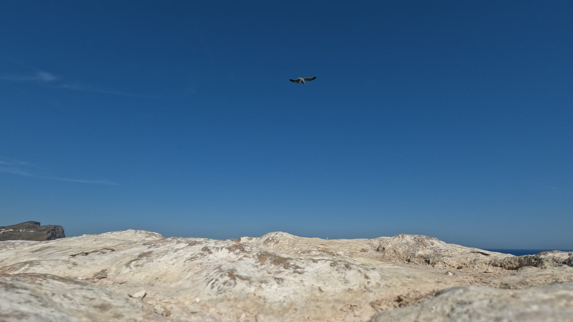 Seagulls flying around over the sea, view against the sky with rocks