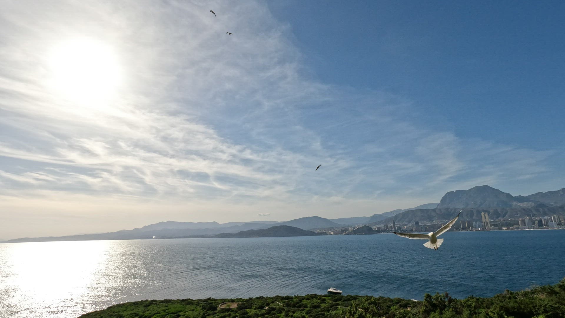 Large seagulls soar in the sky