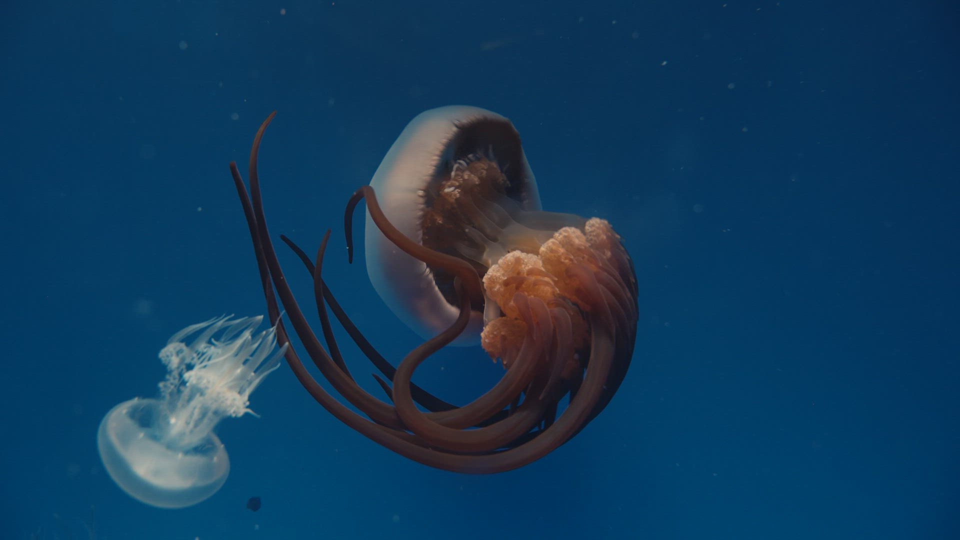 Flame jellyfish - its red tentacles appear flames