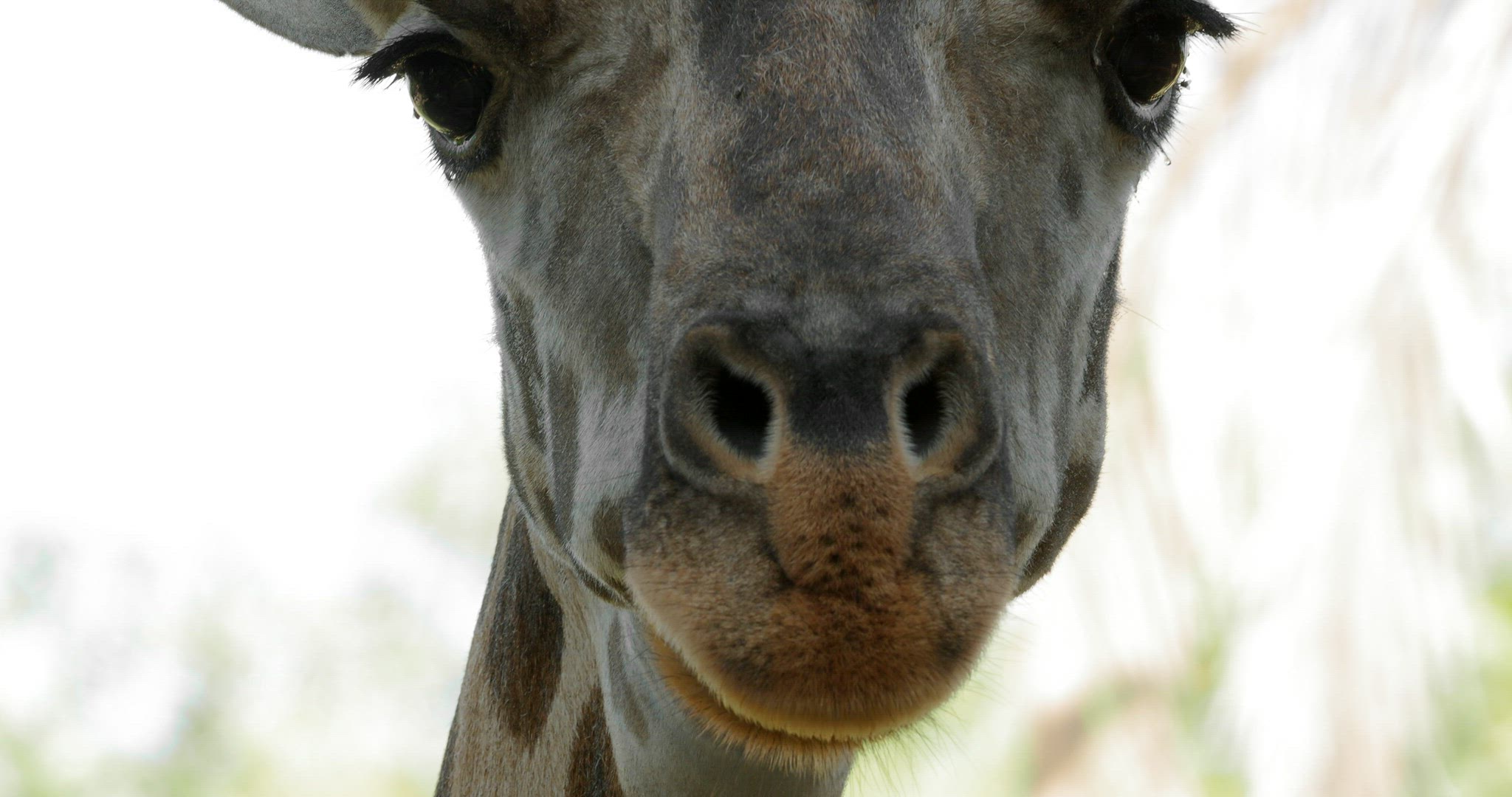 Head of a curious giraffe