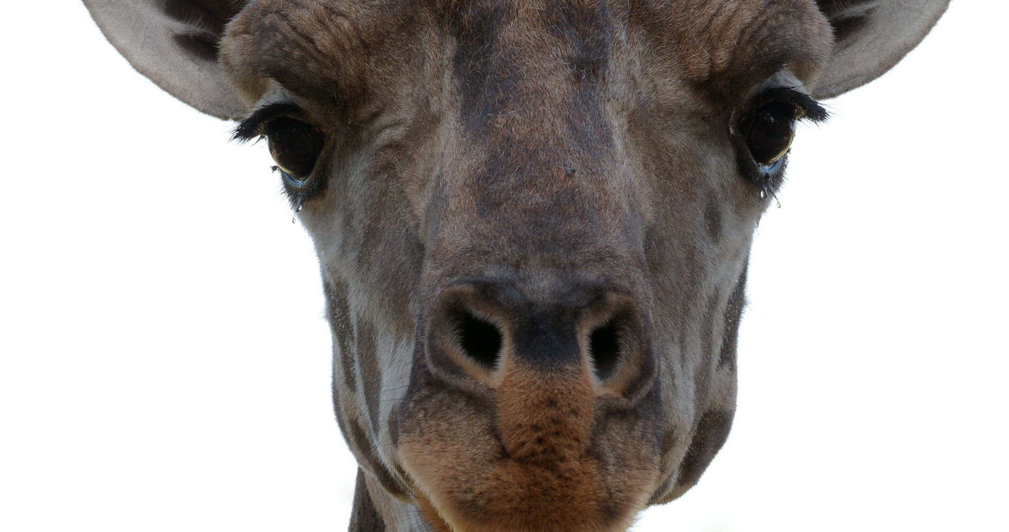 Head of a curious giraffe